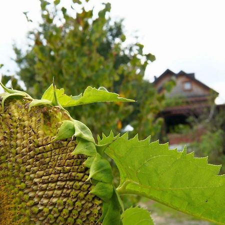 Dom Pachnacy Zywica Villa บอชเนีย ภายนอก รูปภาพ